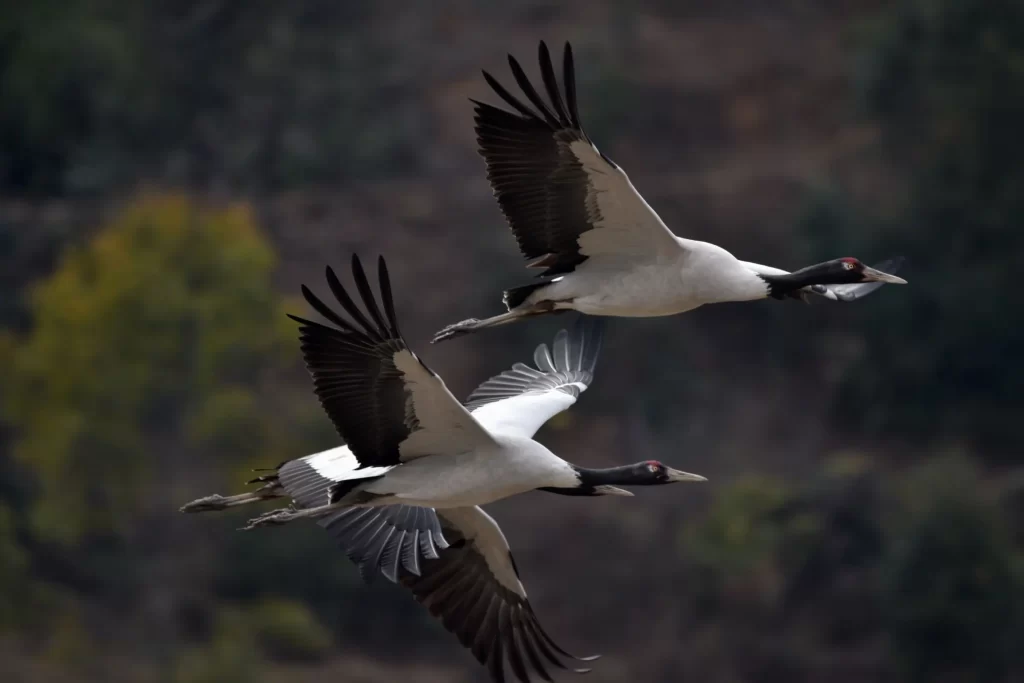 black necked crane
